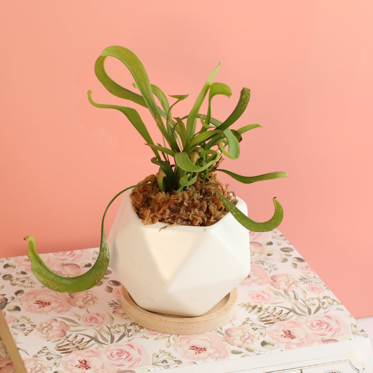Sarracenia &#39;Scarlet Belle&#39; Carnivorous Plant
