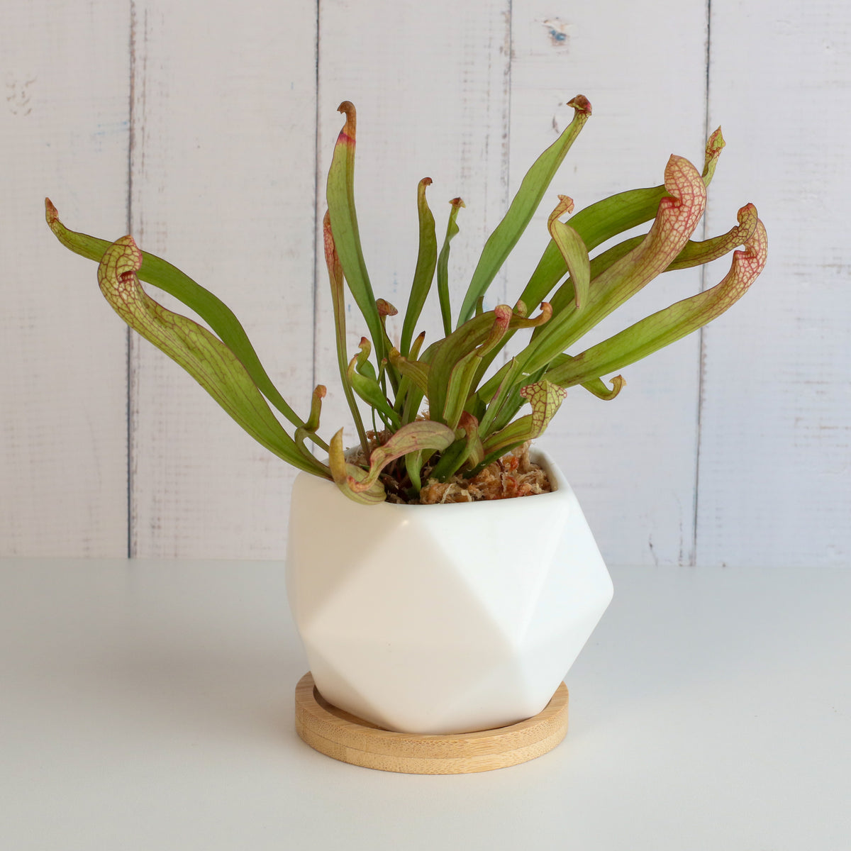 Sarracenia &#39;Scarlet Belle&#39; Carnivorous Plant