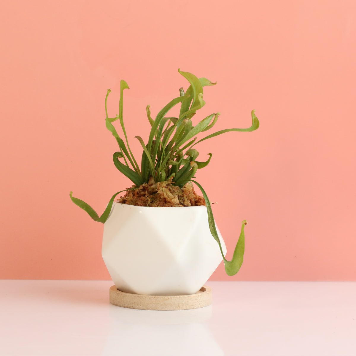 Sarracenia &#39;Scarlet Belle&#39; Carnivorous Plant
