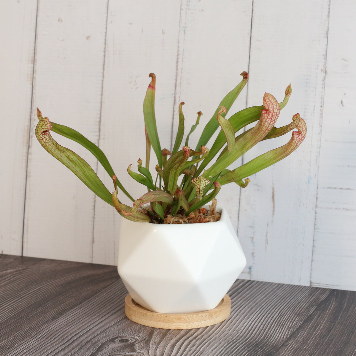 Sarracenia &#39;Scarlet Belle&#39; Carnivorous Plant