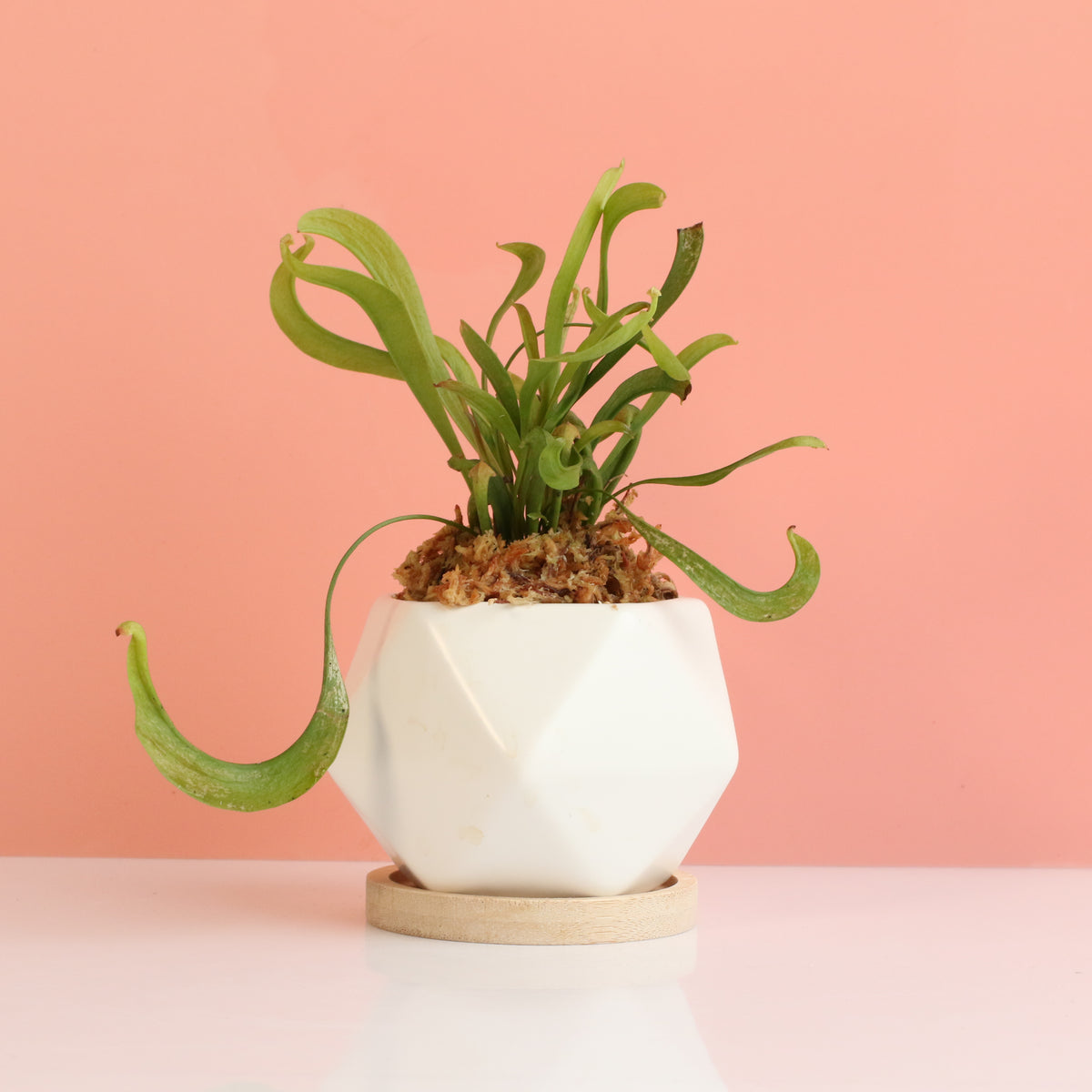 Sarracenia &#39;Scarlet Belle&#39; Carnivorous Plant
