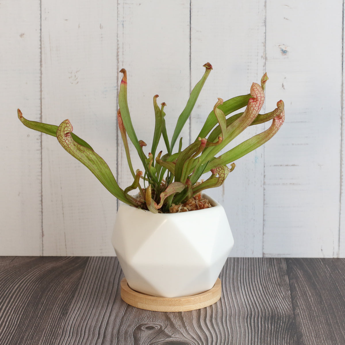 Sarracenia &#39;Scarlet Belle&#39; Carnivorous Plant