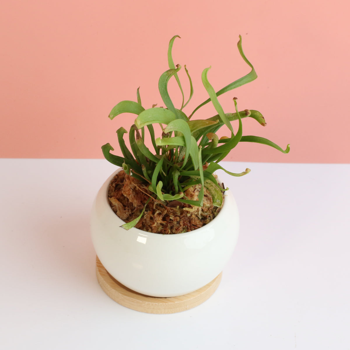 Sarracenia &#39;Scarlet Belle&#39; Carnivorous Plant