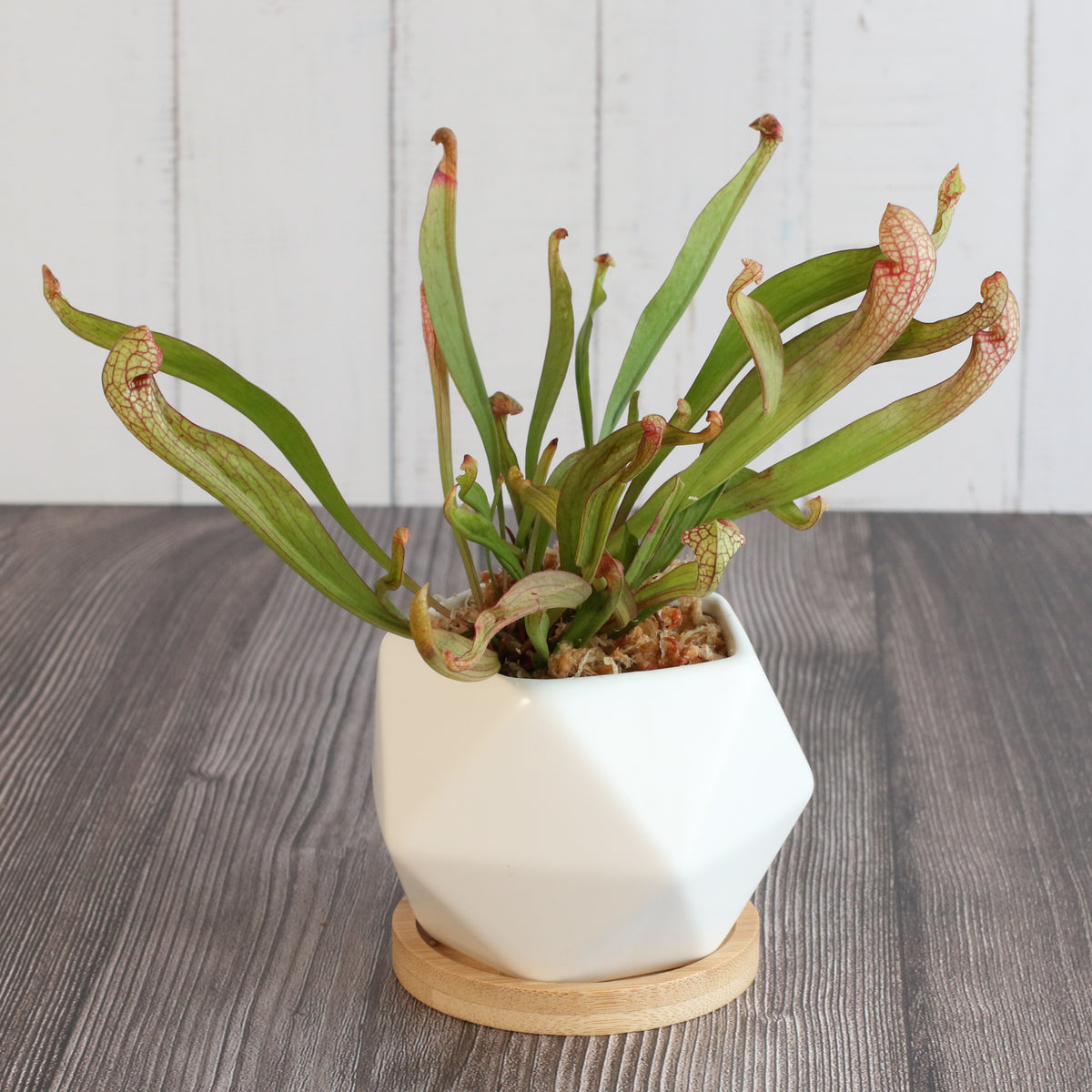 Sarracenia &#39;Scarlet Belle&#39; Carnivorous Plant