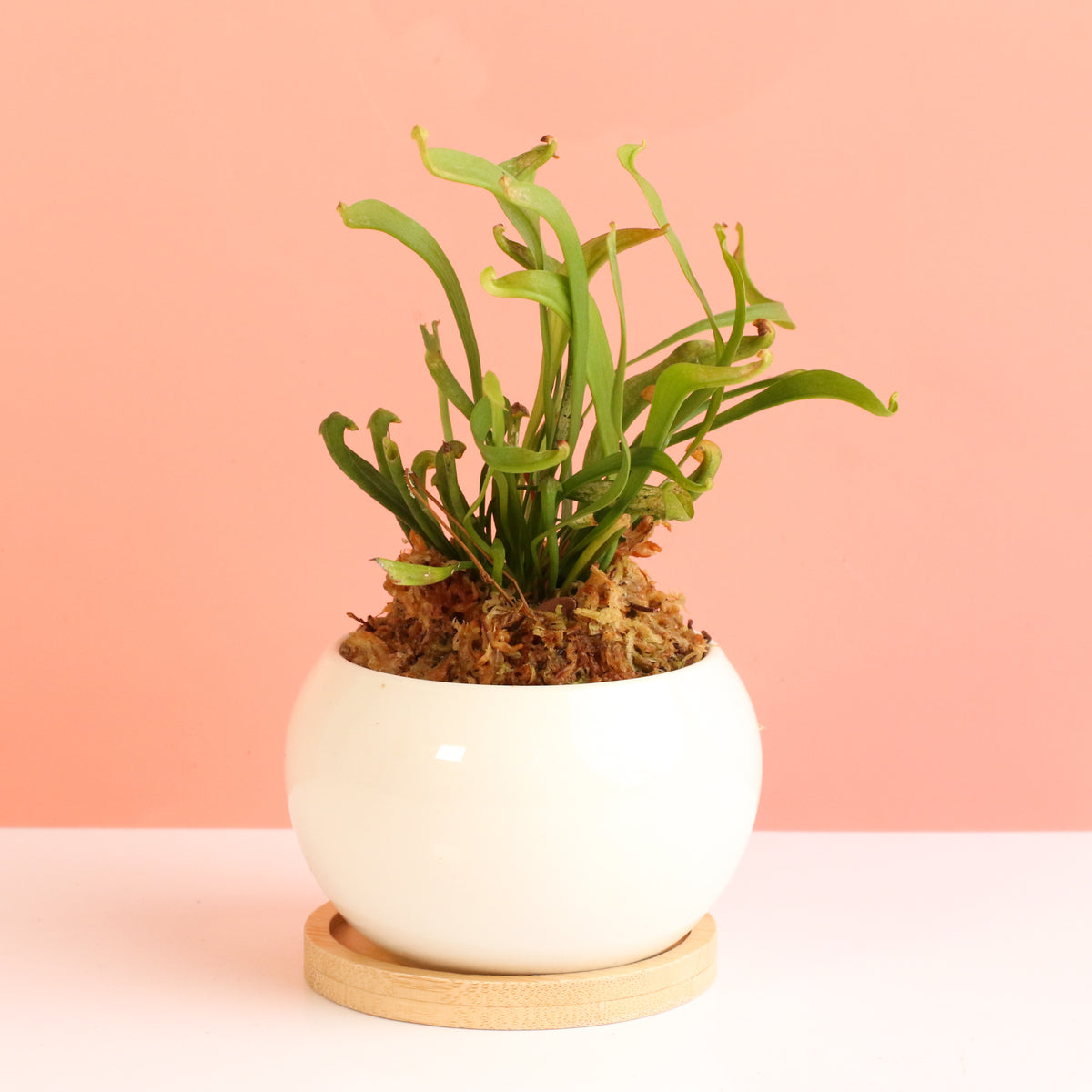 Sarracenia &#39;Scarlet Belle&#39; Carnivorous Plant