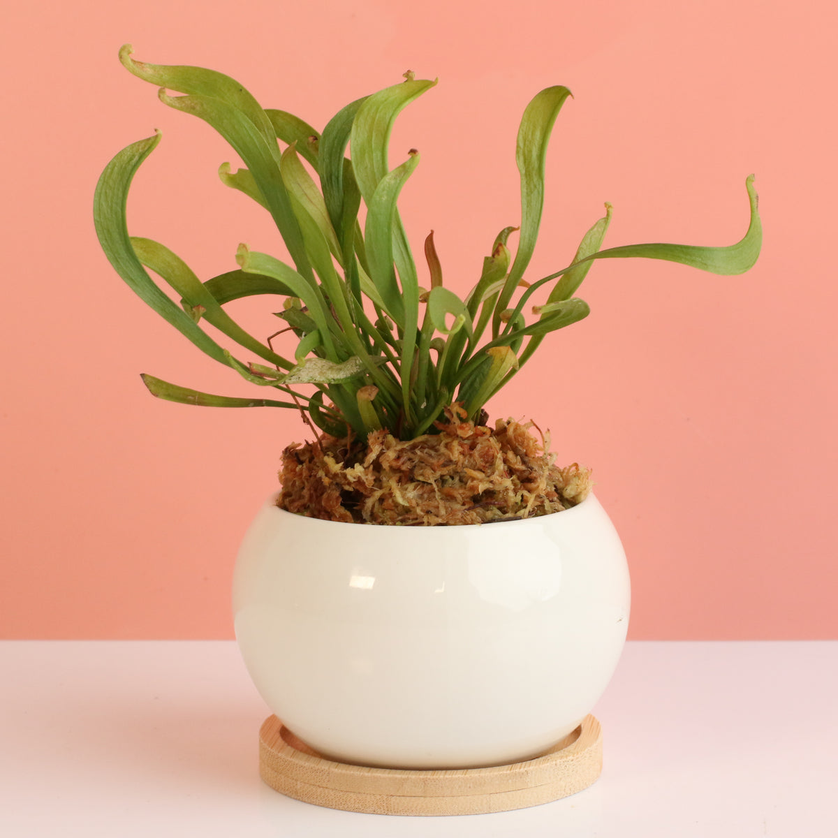 Sarracenia &#39;Scarlet Belle&#39; Carnivorous Plant