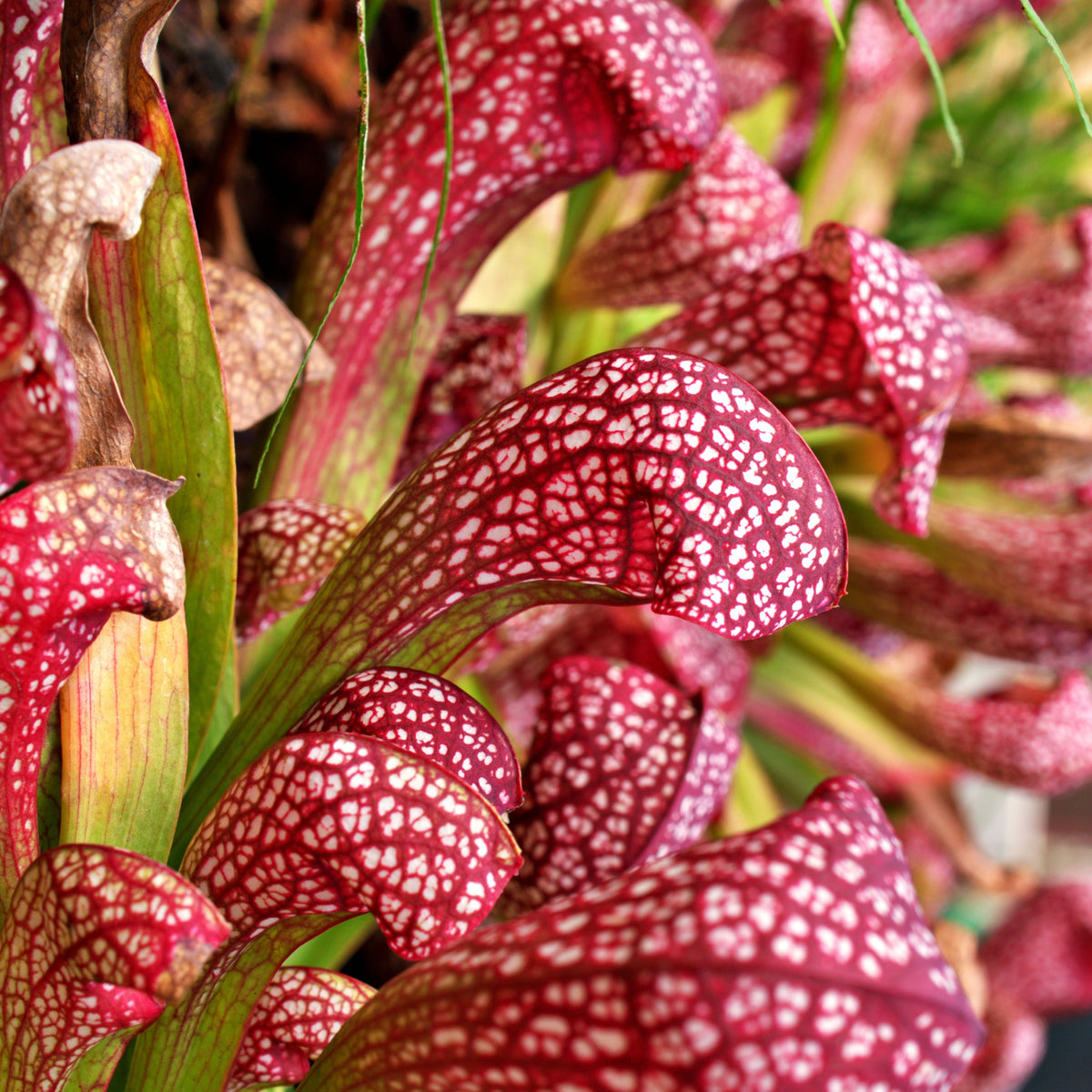 Sarracenia Scarlet Belle Carnivorous Plant