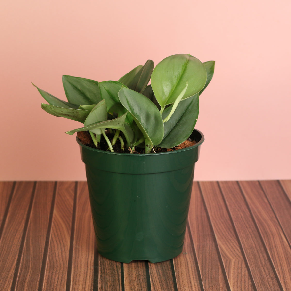 Scindapsus Treubii Moonlight in 6" Planter