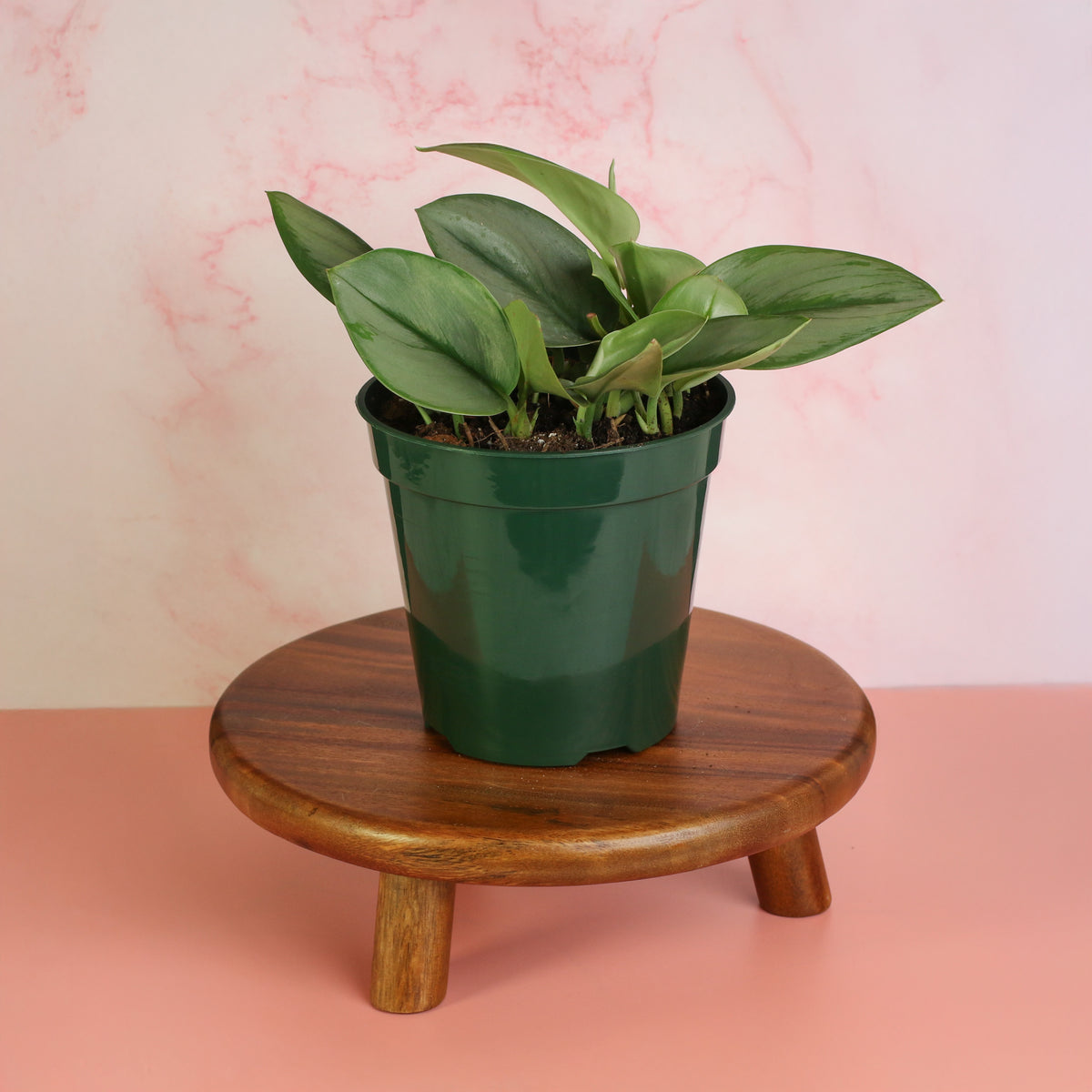 Scindapsus Treubii Moonlight on plant stand