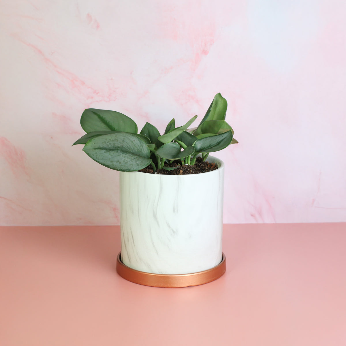 Scindapsus Treubii Moonlight in Selene Planter