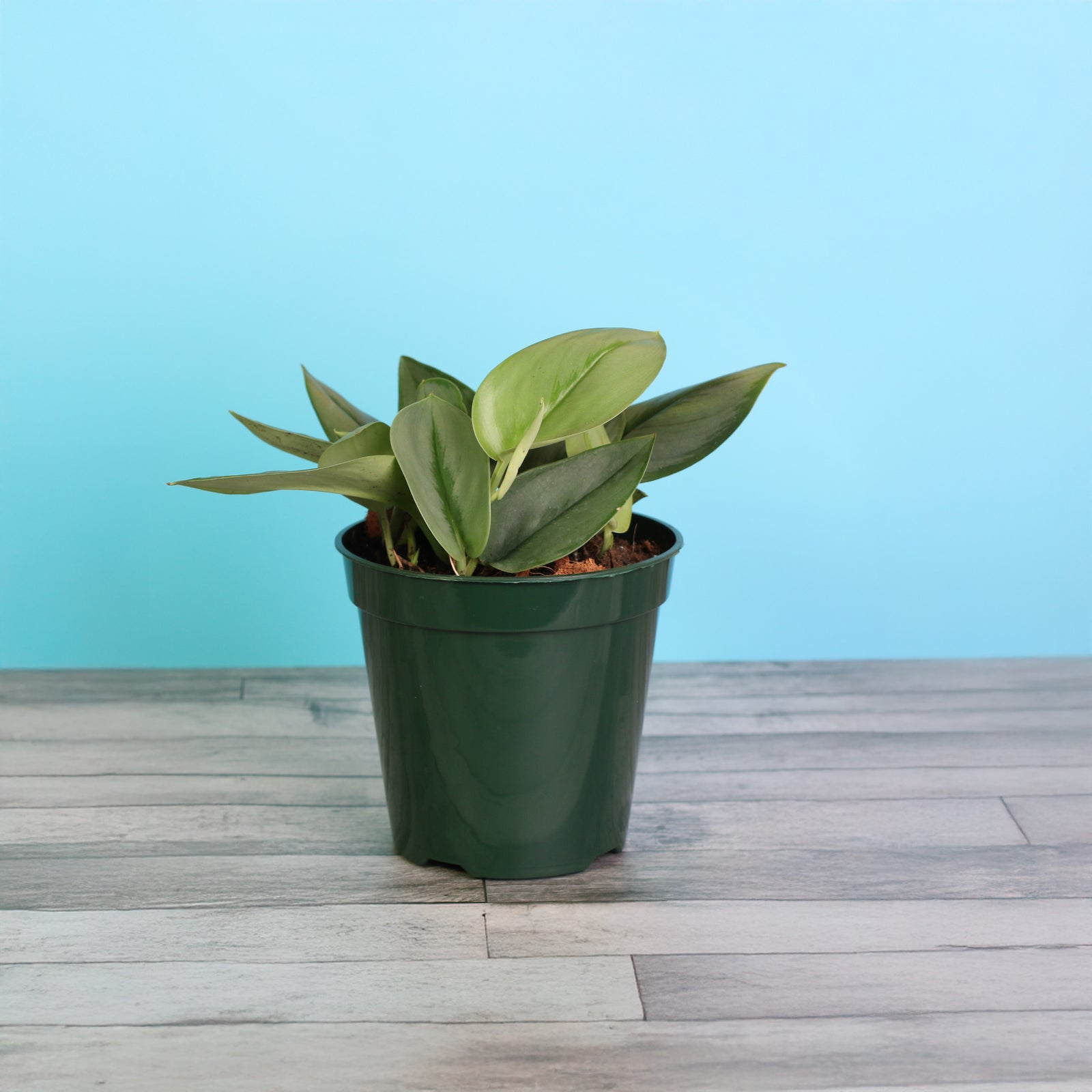 Scindapsus Treubii Moonlight in 6" Planter