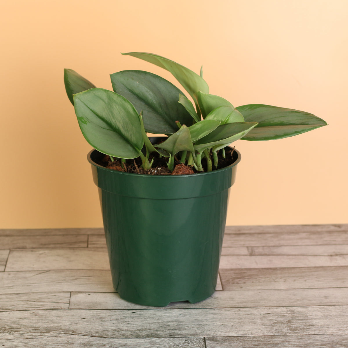 Scindapsus Treubii Moonlight in 6" Planter
