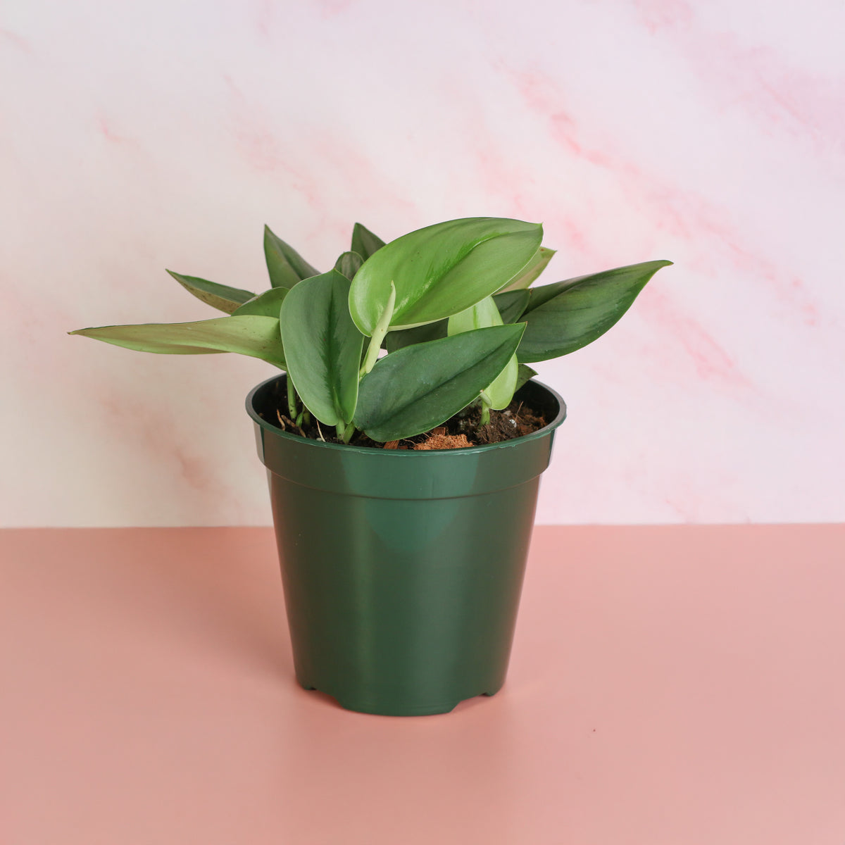 Scindapsus Treubii Moonlight in 6" Planter