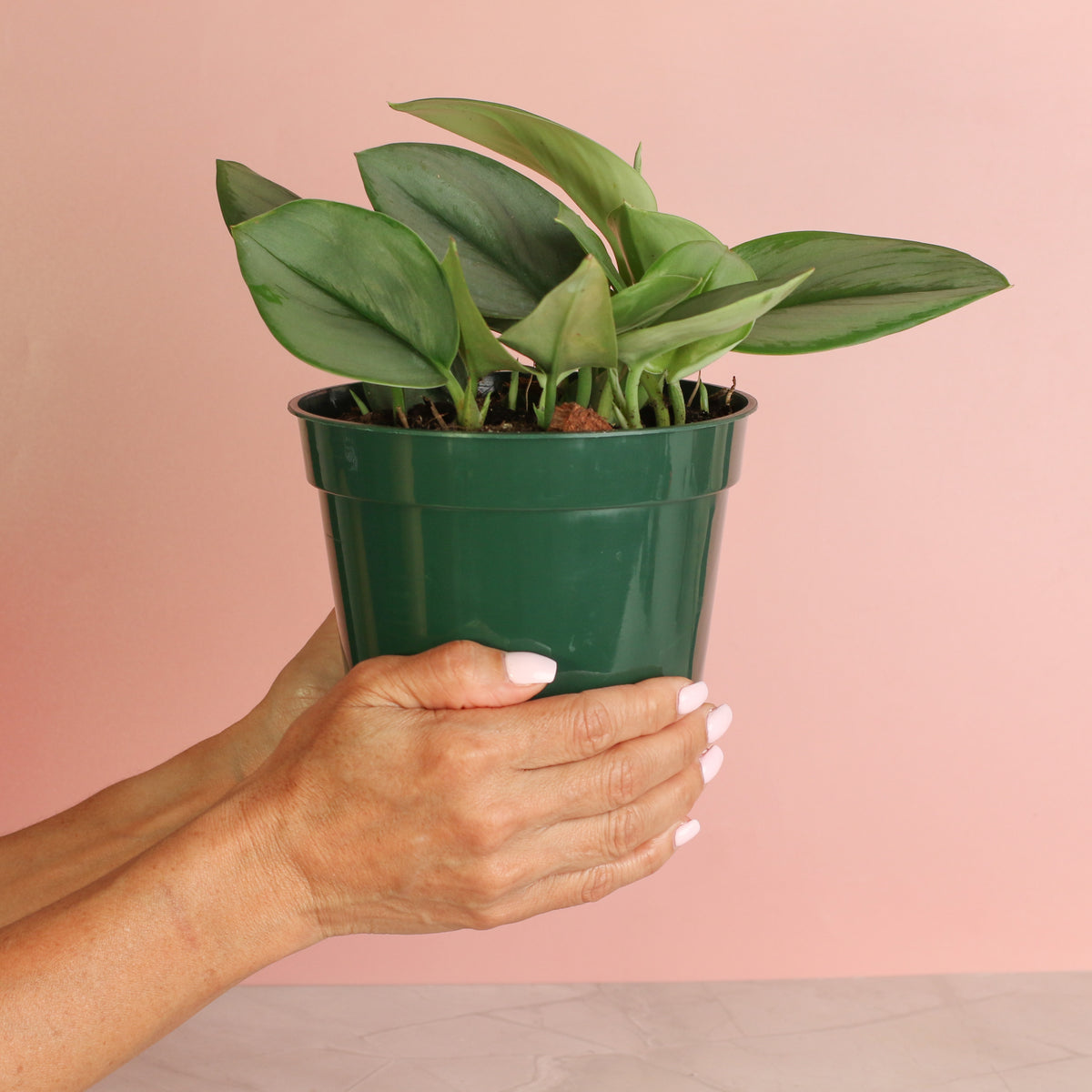 Scindapsus Treubii Moonlight in 6" Planter