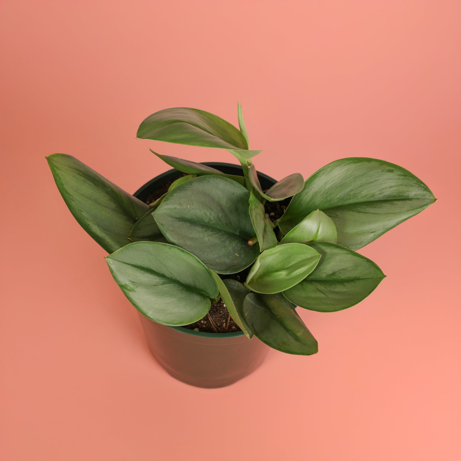 Scindapsus Treubii Moonlight in 6" Planter