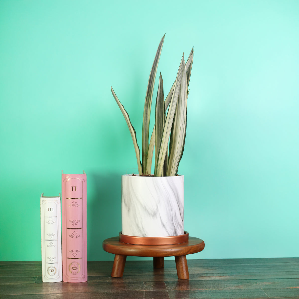 Selene Ceramic 6.5" Planter with Sansevieria ‘Bantel’s Sensation plant.