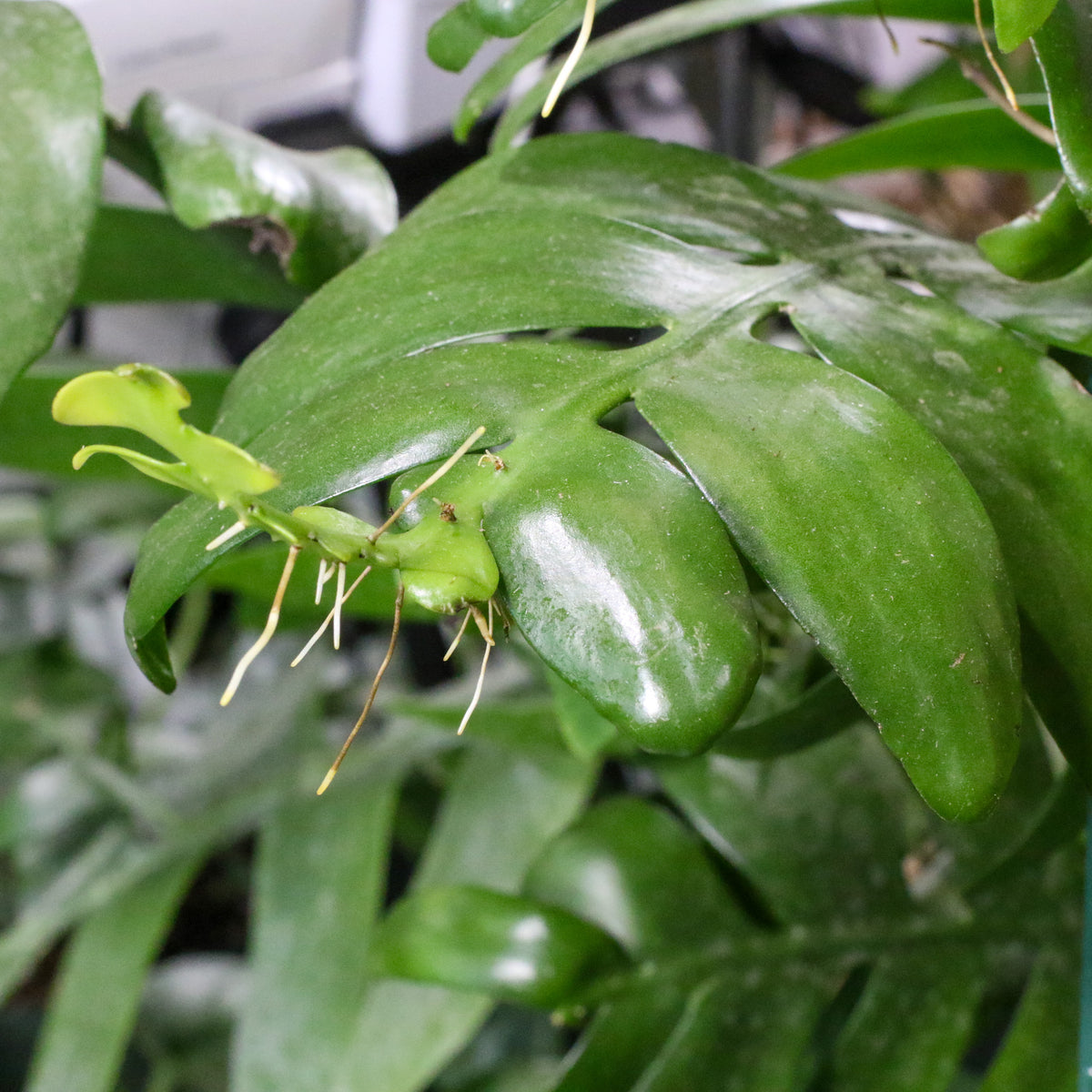 Shark Fin Epiphyllum close up