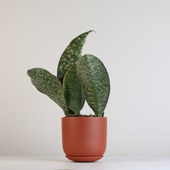 shark fin snake plant for sale Shark Fin Sansevieria Snake Plant