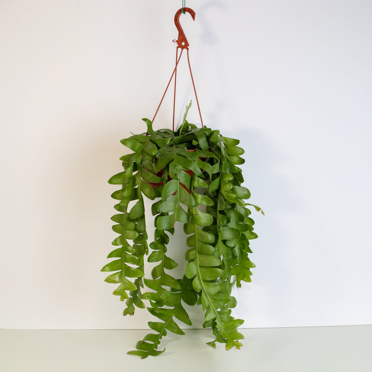 Shark Fin Epiphyllum Plant in 8&quot; Hanging Basket