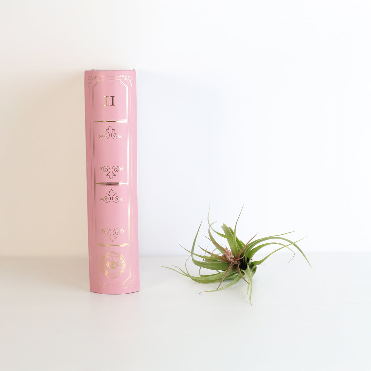 Air plant Tillandsia Streptophylla