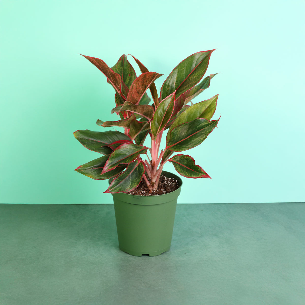 Aglaonema Siam