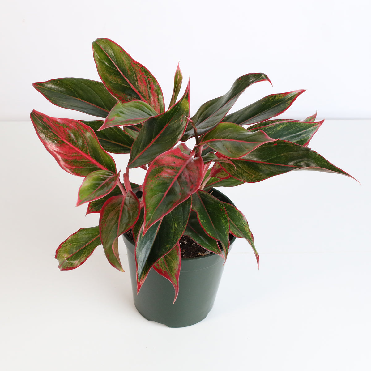 Aglaonema &#39;Siam&#39; Plant