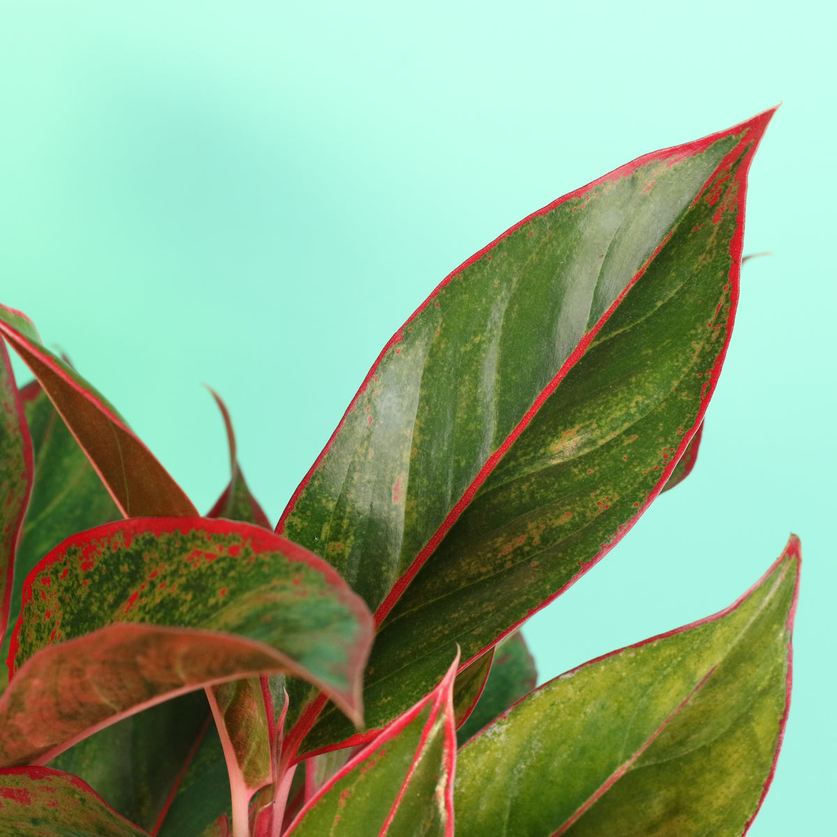 Aglaonema 'Siam' Plant
