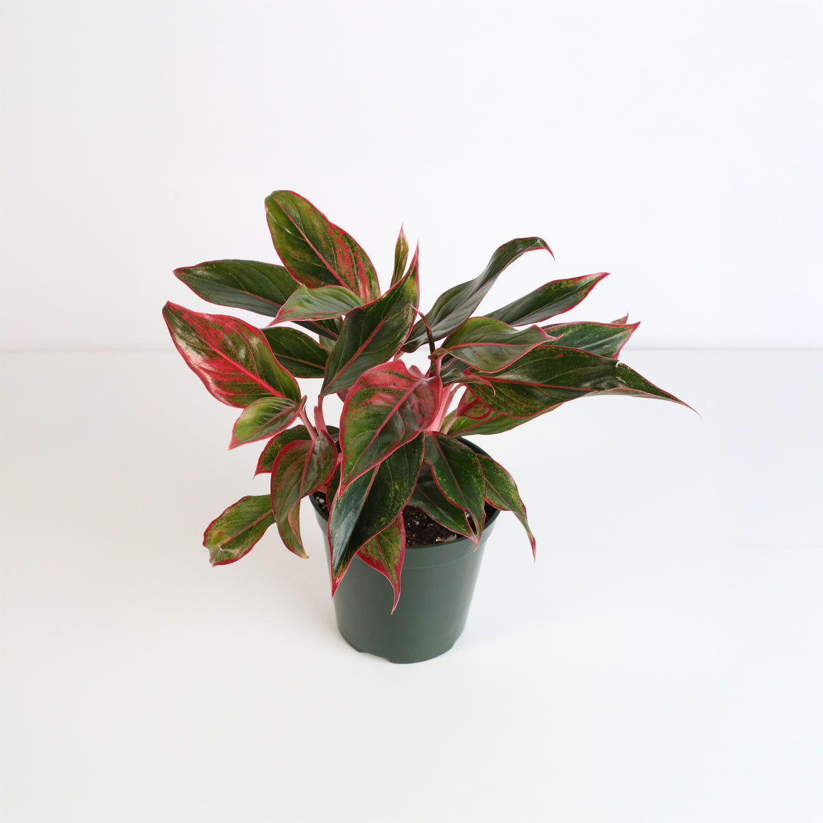 Aglaonema &#39;Siam&#39; Plant