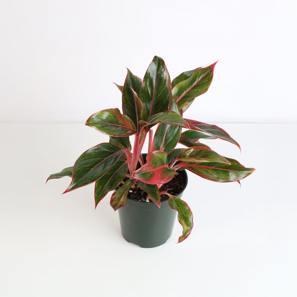 Aglaonema &#39;Siam&#39; Plant