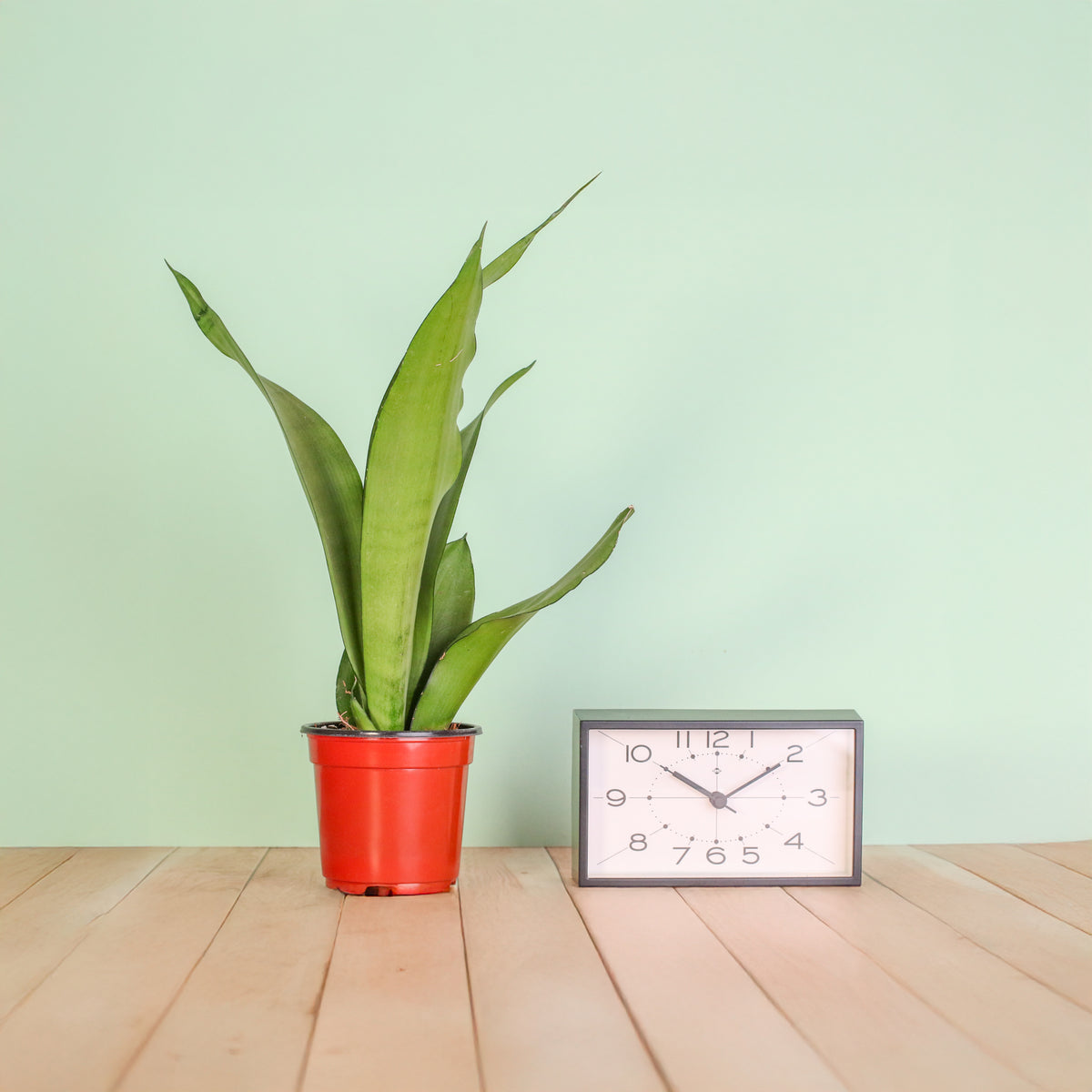 4" Nursery Silver Moonshine Sansevieria