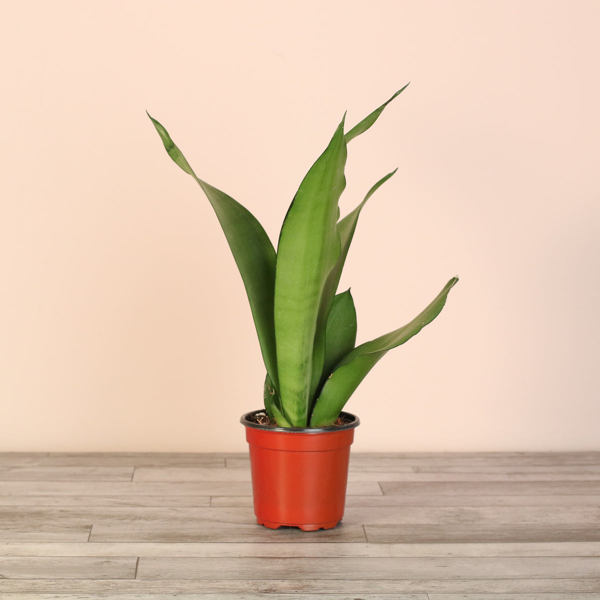 4" Nursery Silver Moonshine Sansevieria