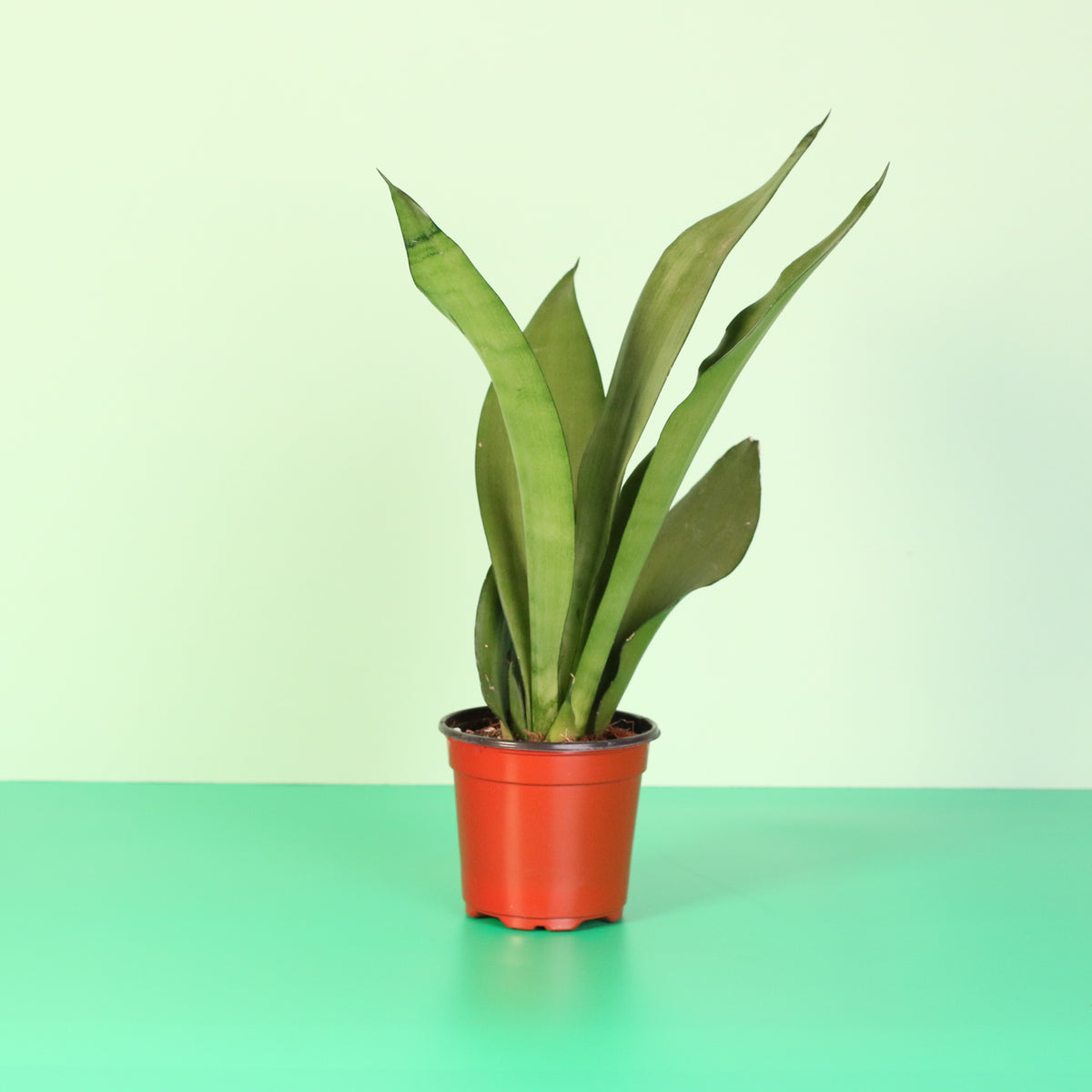 4" Nursery Silver Moonshine Sansevieria