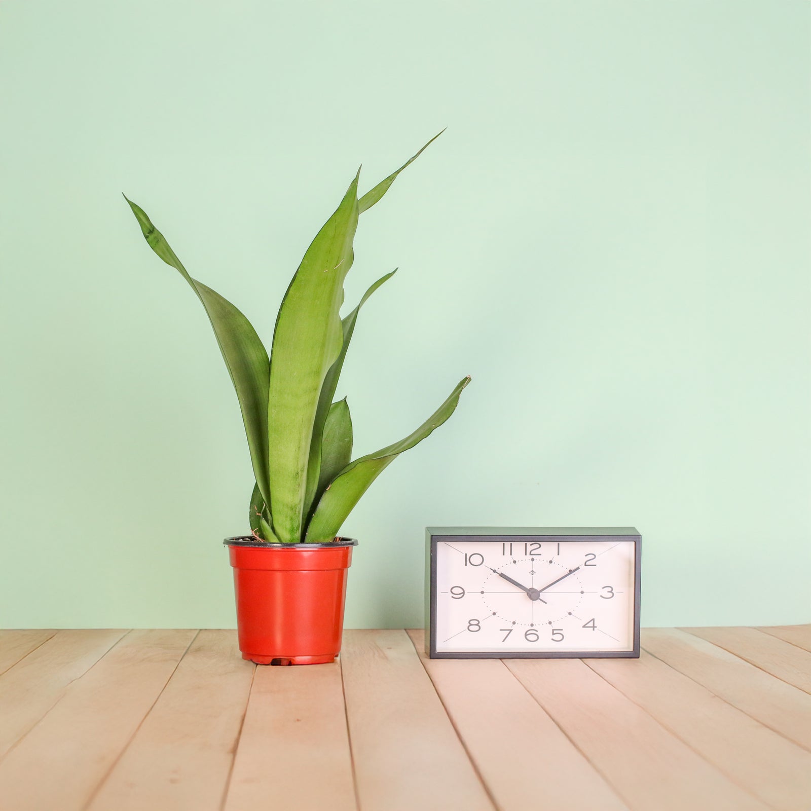 Silver Moonshine Sansevieria Snake Plant-Rare