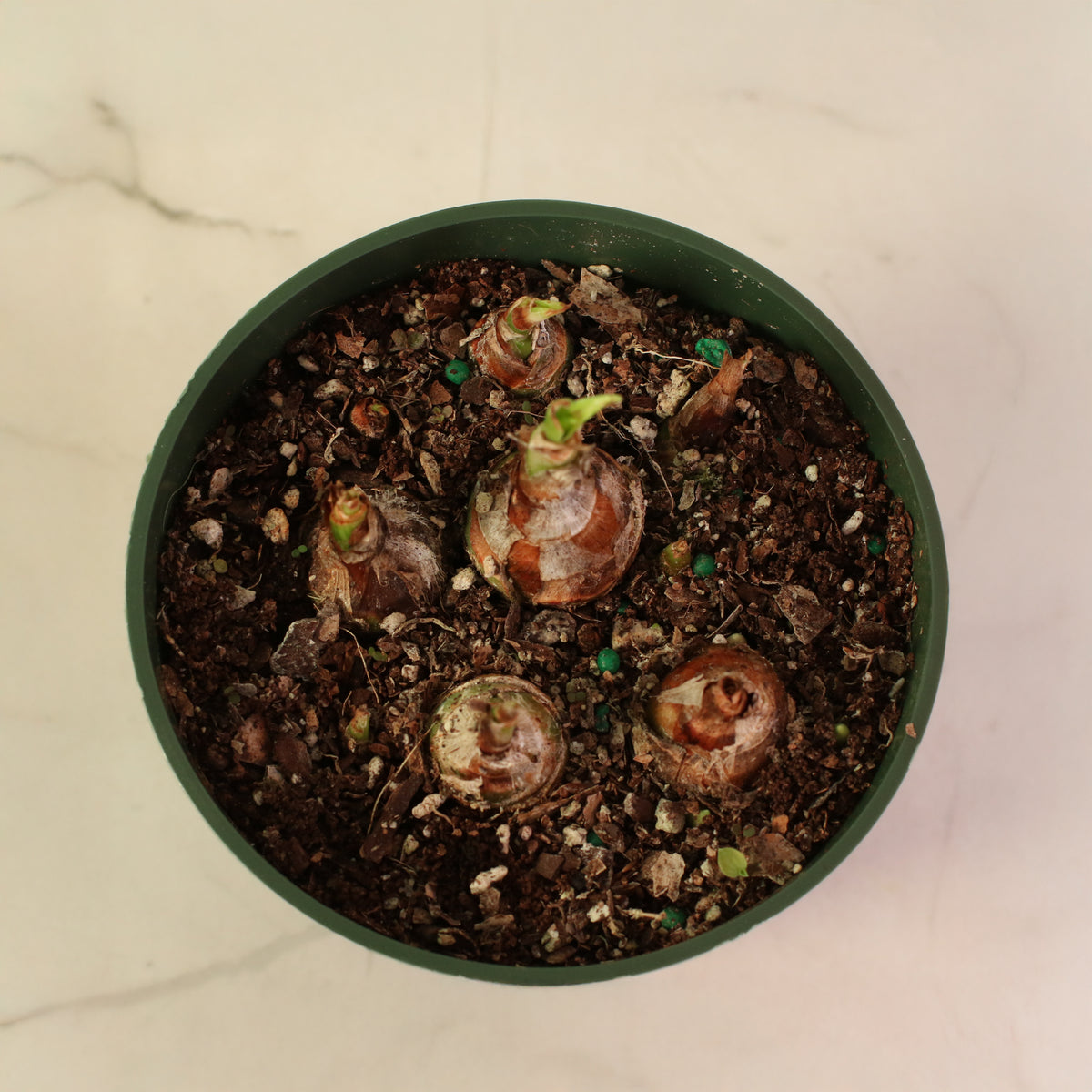 Top View of young Polianthes Tuberosa ‘Single Flower’ Fragrant Tuberose