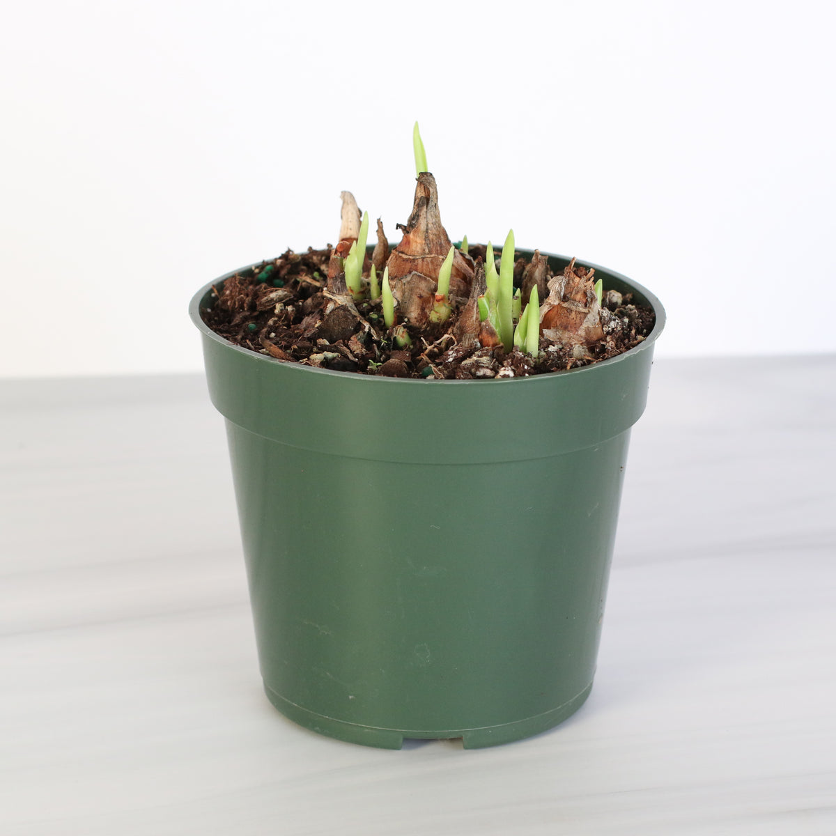 4" Nursery Polianthes Tuberosa ‘Single Flower’ Fragrant Tuberose