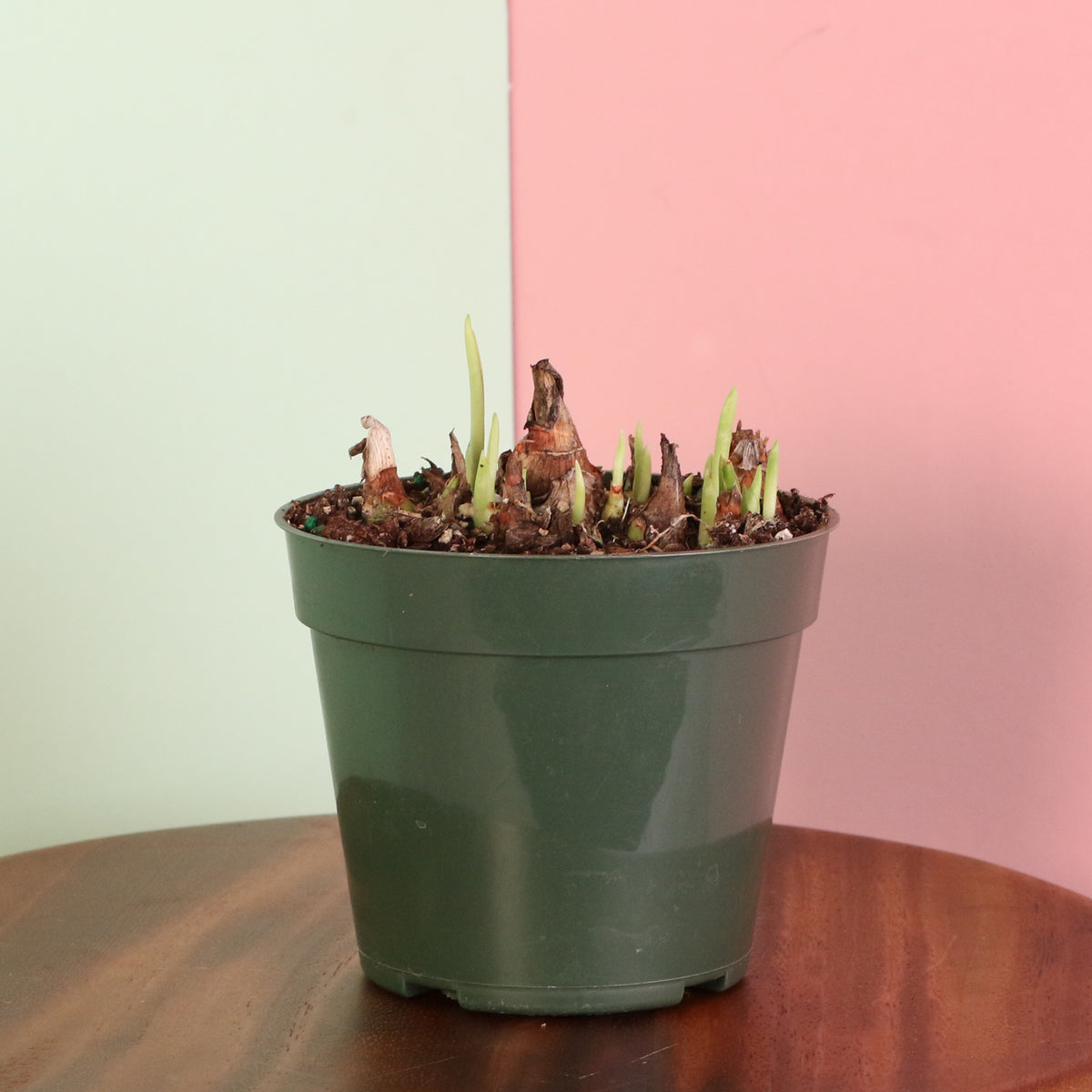 Polianthes Tuberosa ‘Single Flower’ Fragrant Tuberose