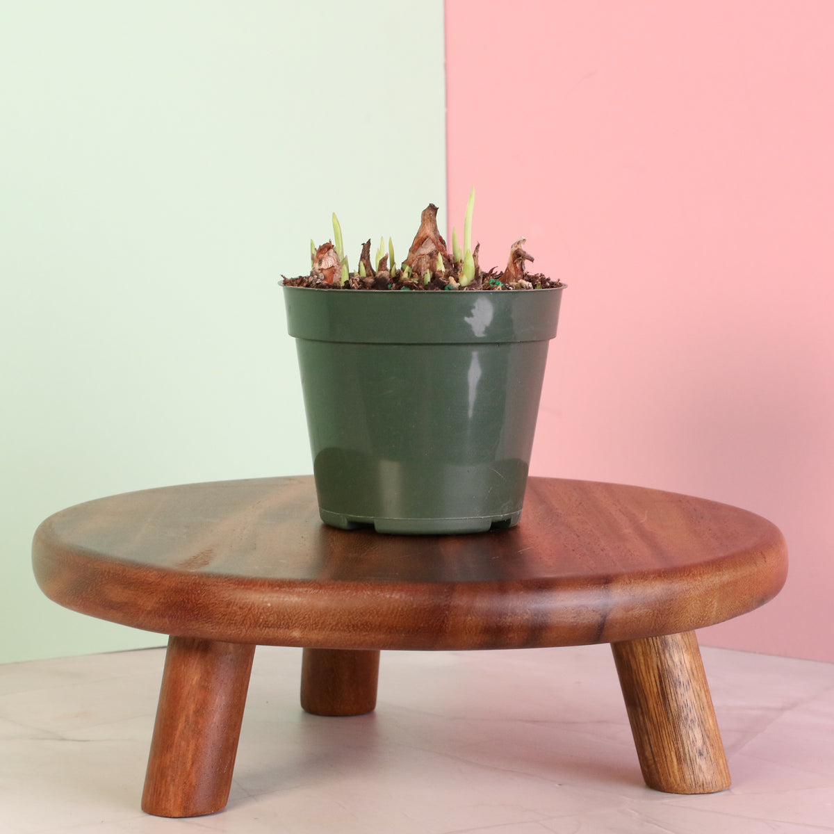 Polianthes Tuberosa ‘Single Flower’ Fragrant Tuberose