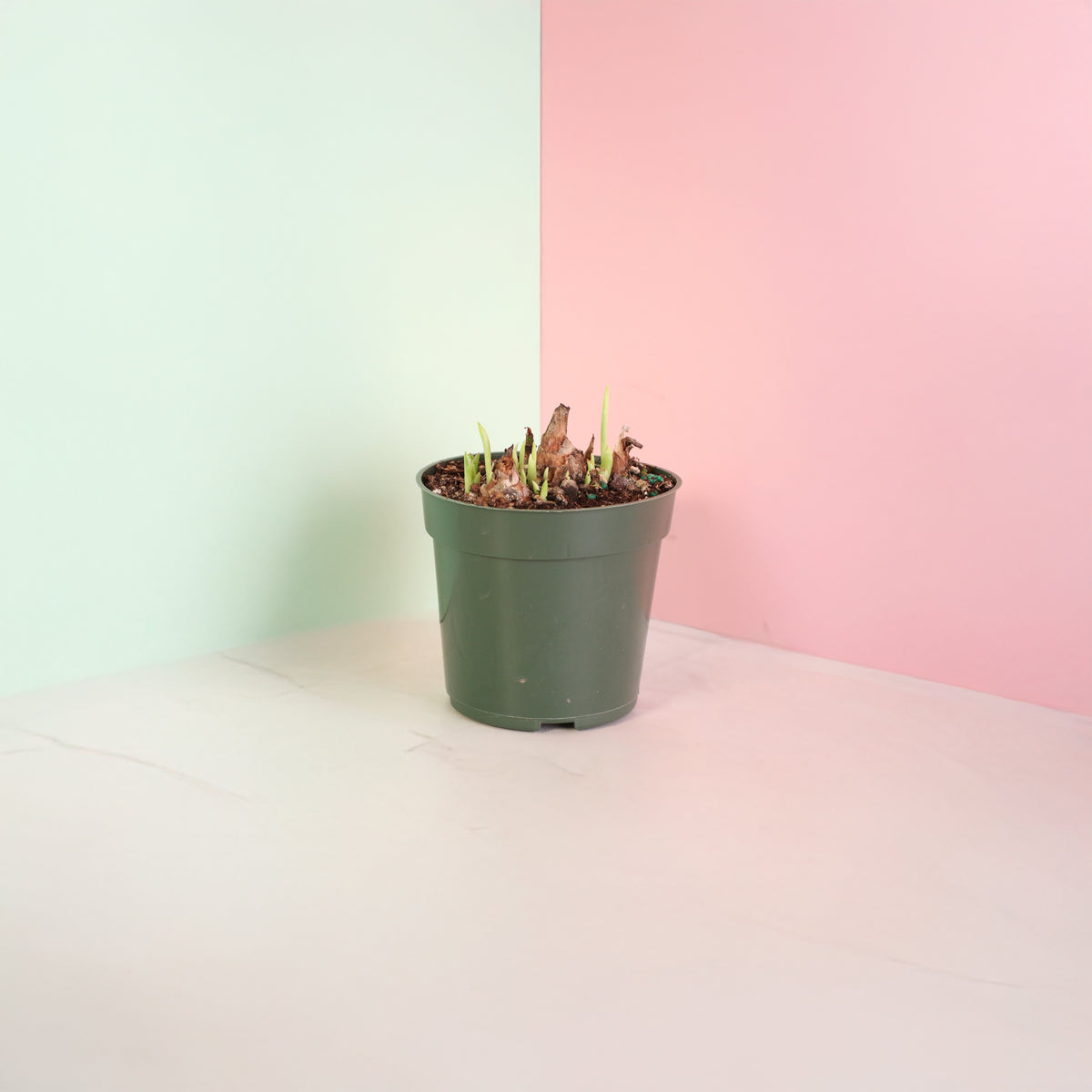 Polianthes Tuberosa ‘Single Flower’ Fragrant Tuberose