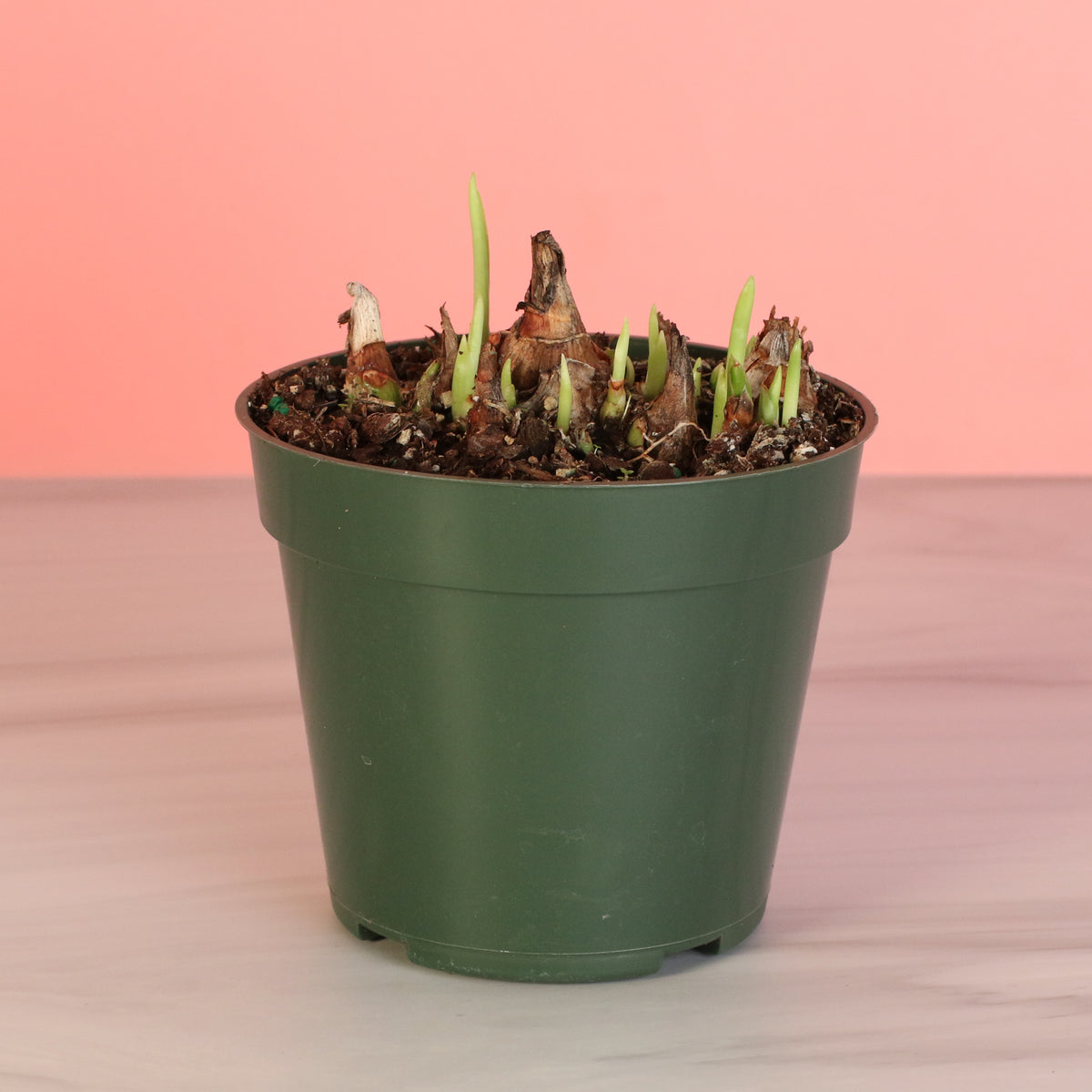 Polianthes Tuberosa ‘Single Flower’ Fragrant Tuberose