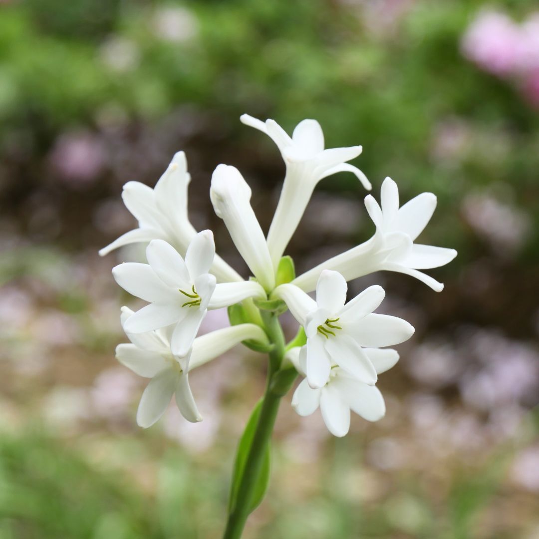 Blooming Polianthes Tuberosa ‘Single Flower’ Fragrant Tuberose