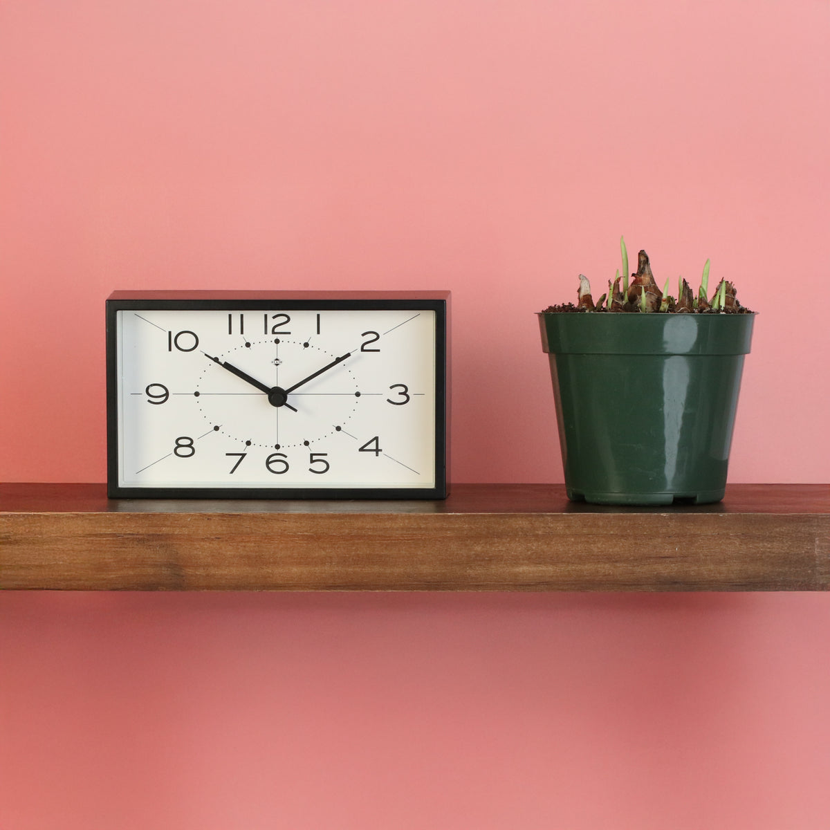 Nursery Polianthes Tuberosa ‘Single Flower’ Fragrant Tuberose on bookshelf. 