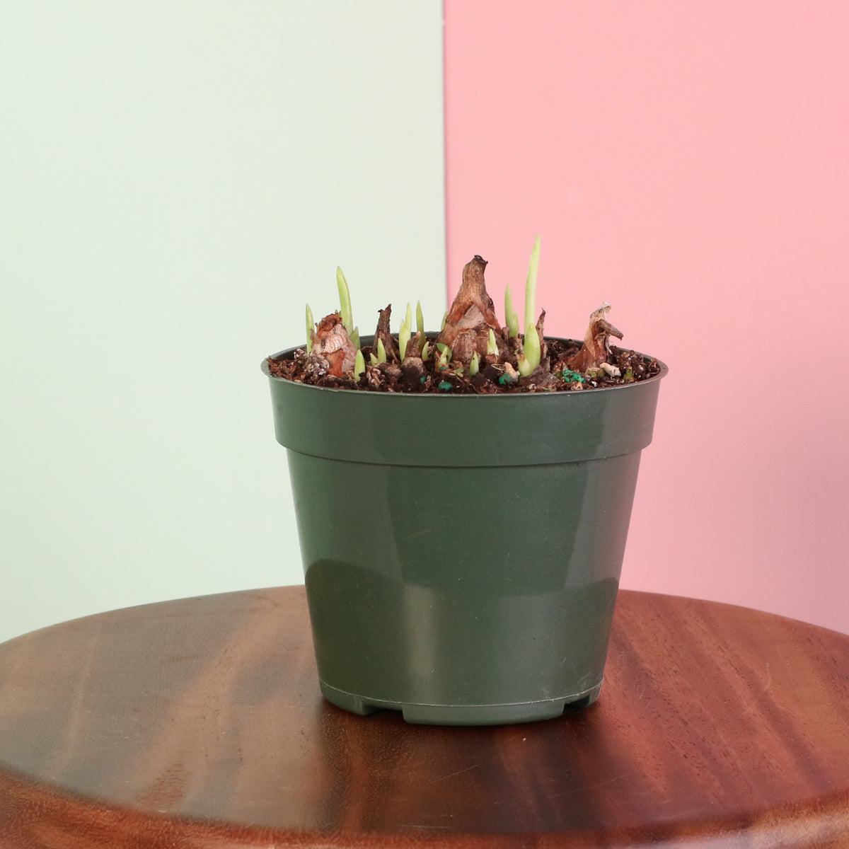 Young Polianthes Tuberosa ‘Single Flower’ Fragrant Tuberose