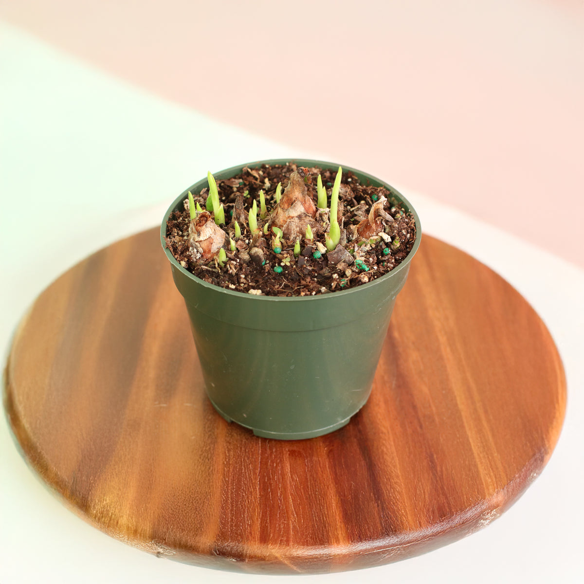 Polianthes Tuberosa ‘Single Flower’ Fragrant Tuberose