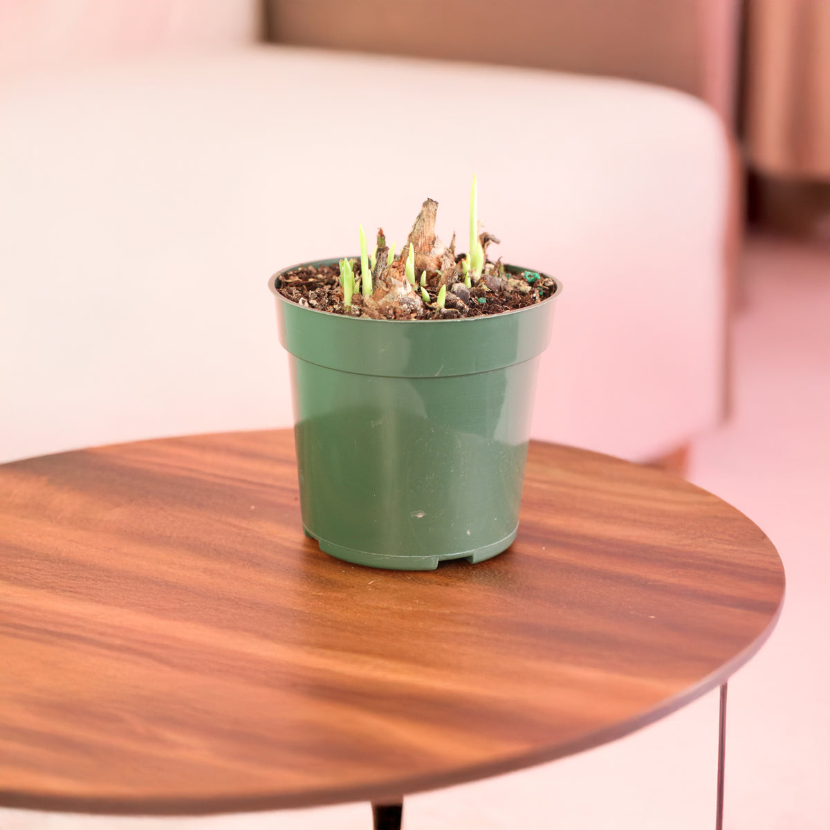 Polianthes Tuberosa ‘Single Flower’ Fragrant Tuberose in living room. 