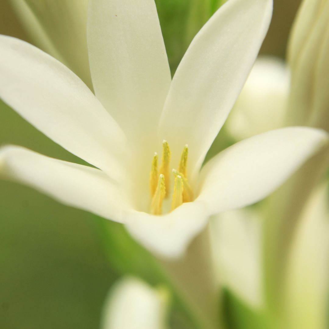 Blooming Polianthes Tuberosa ‘Single Flower’ Fragrant Tuberose