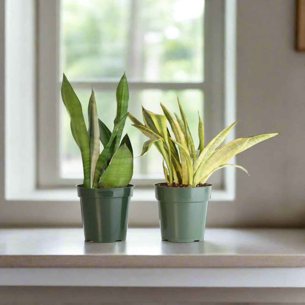 Snake Plants