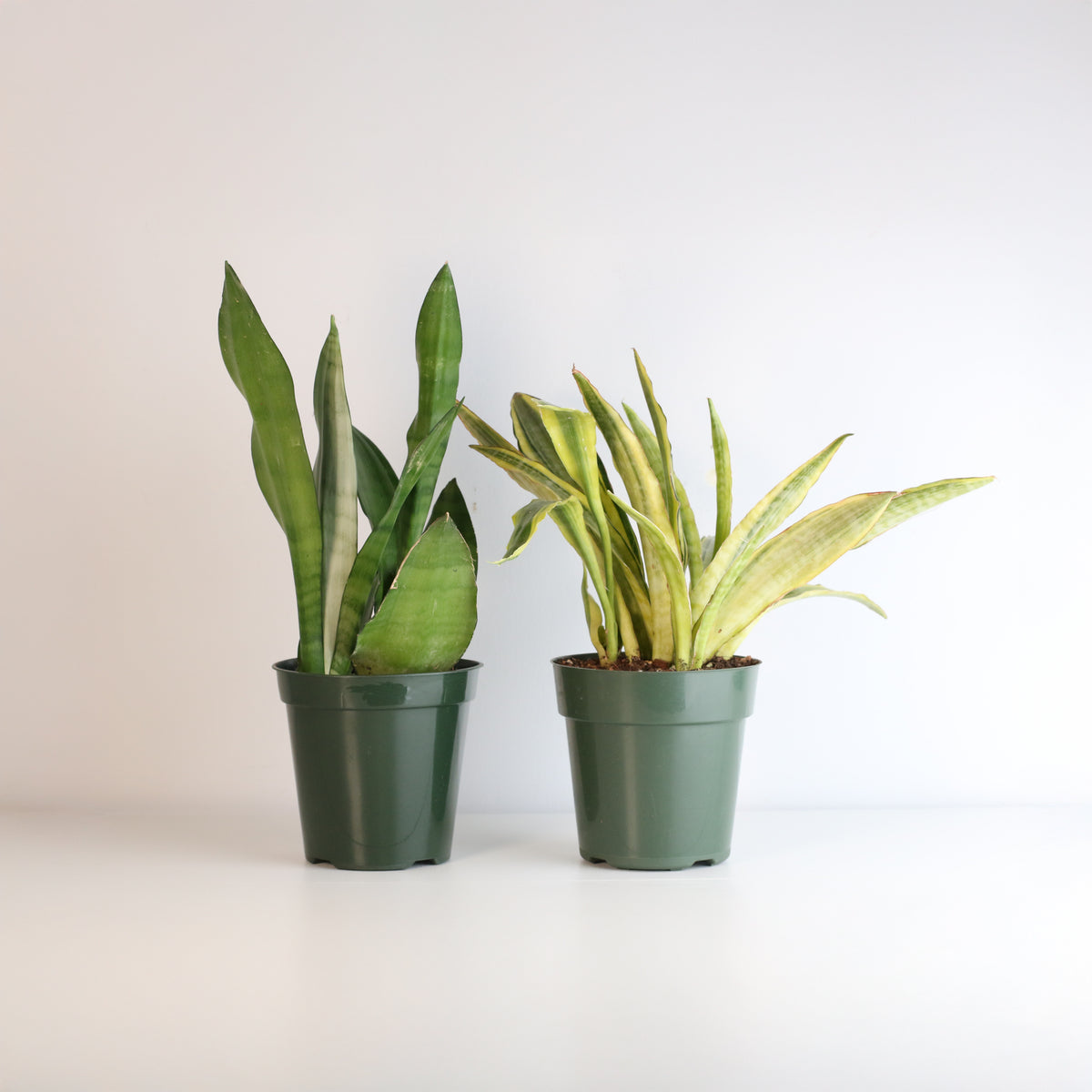 Snake Plants