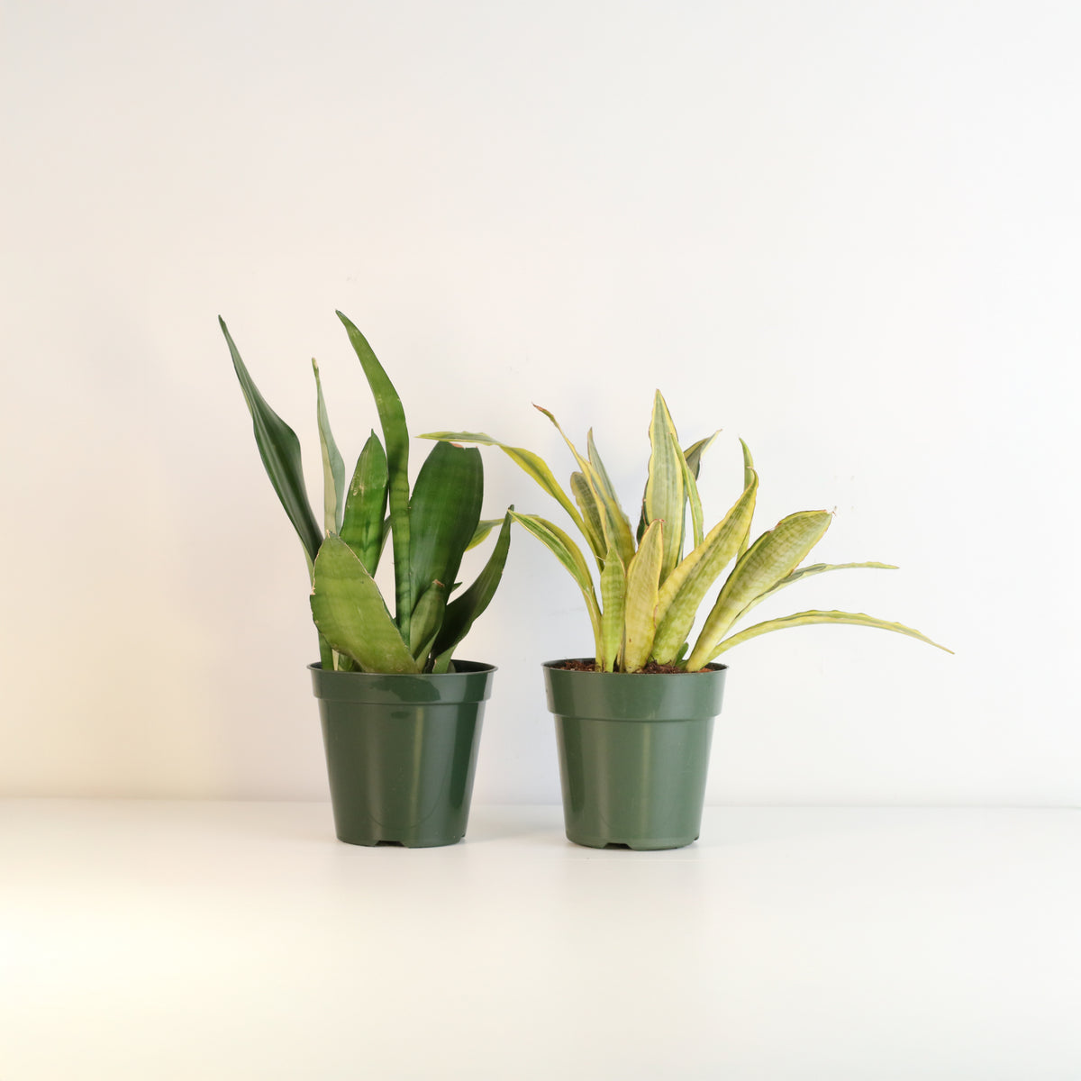 Snake Plants