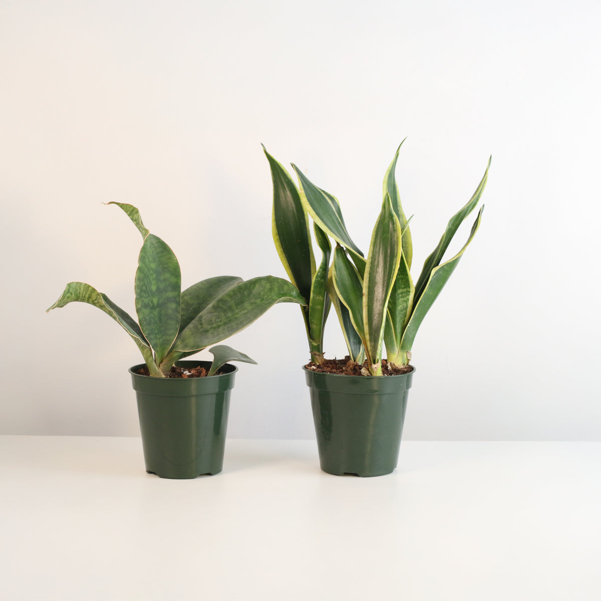 Snake Plants