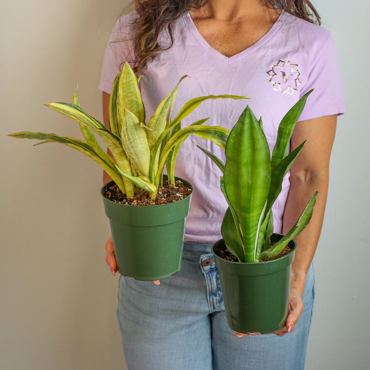 Snake Plants